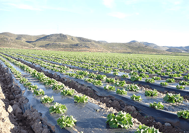 Degraded mulch adds two things to both retain water and promote growth